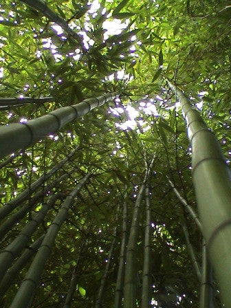 Vulgaris Tropical Timber Clumping Bamboo | Bambusa Vulgaris