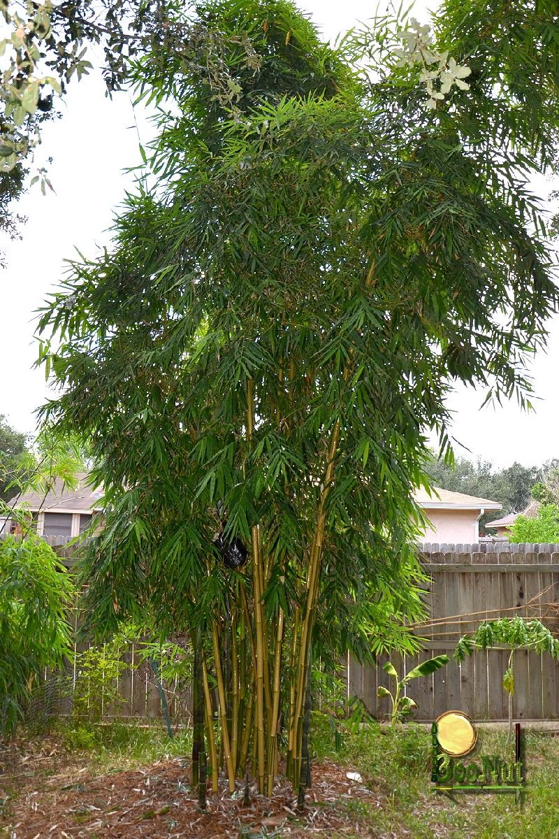 Ying Yang Yellow Stripe Bamboo Bambusa emeiensis &