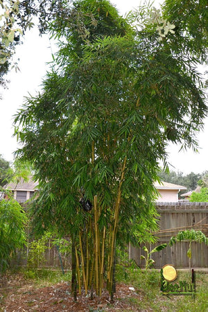 Ying Yang Yellow Stripe Bamboo Bambusa emeiensis 'Flavidovirens'