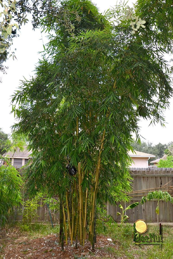 Ying Yang Yellow Stripe Bamboo Bambusa emeiensis 'Flavidovirens'