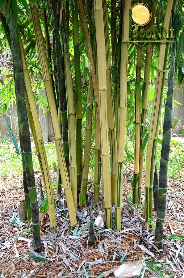 Ying Yang Yellow Stripe Bamboo Bambusa emeiensis &