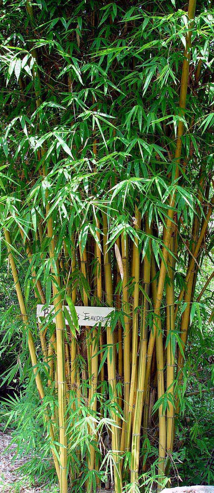 Ying Yang Yellow Stripe Bamboo Bambusa emeiensis &